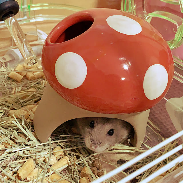 実例写真