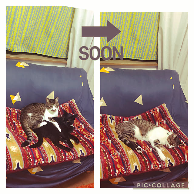 jijiさんの実例写真