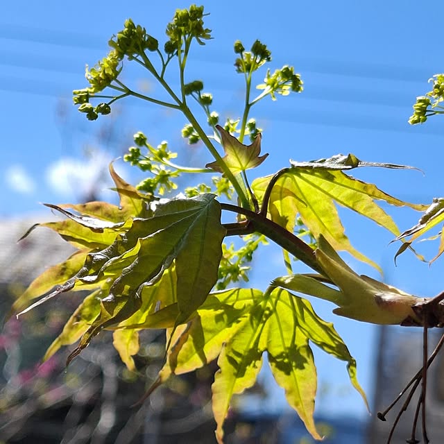 midoriさんの実例写真