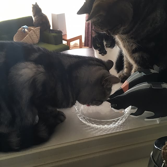 mikomaruさんの実例写真