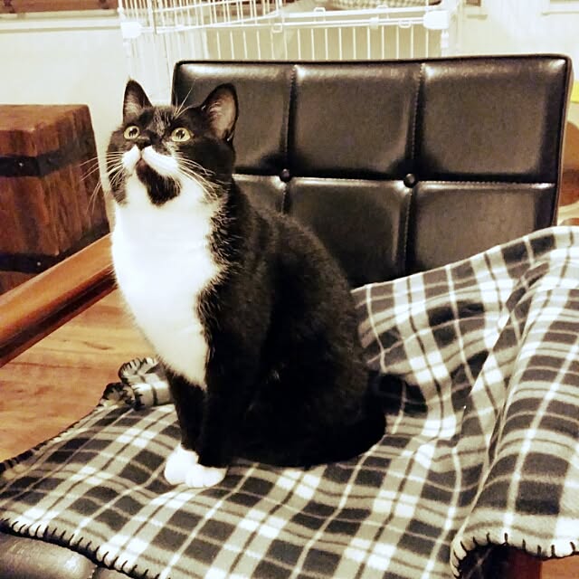 nekogurumaさんの実例写真