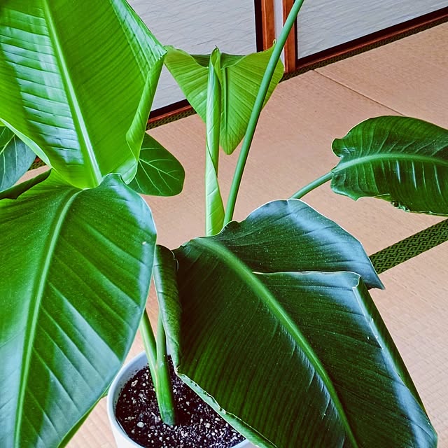 hanachanさんの部屋