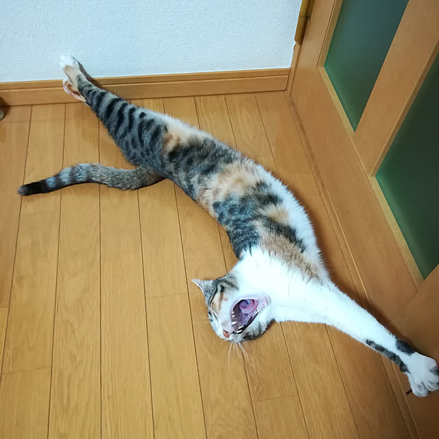 utazorrokさんの実例写真