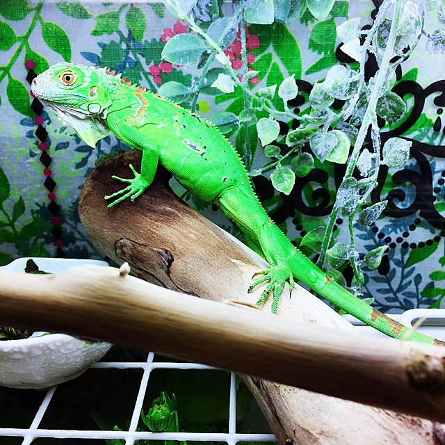 mzuさんの実例写真