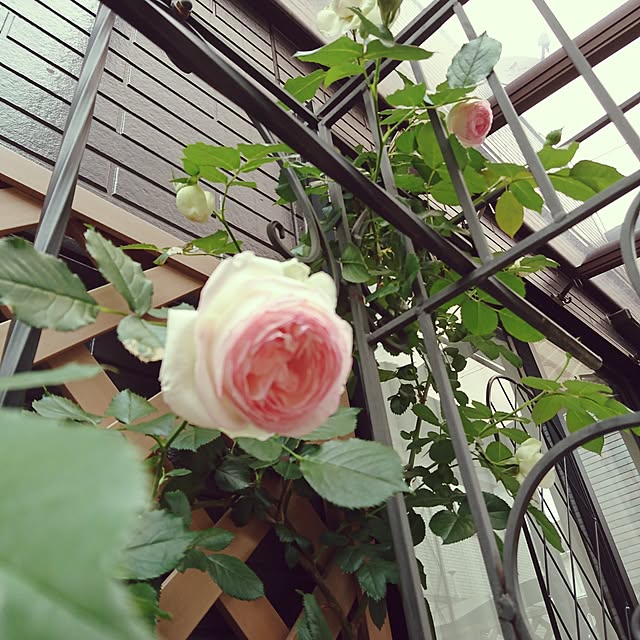 mayuroseさんの実例写真