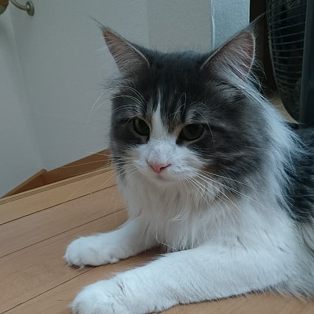 shinobuさんの実例写真