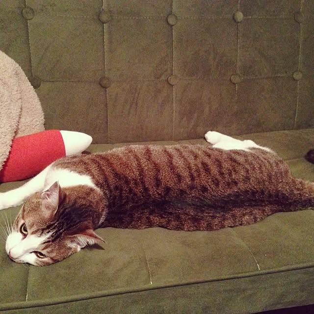 リビング/ねこ/カフェ風/猫のインテリア実例 - 2016-01-10 11:50:43