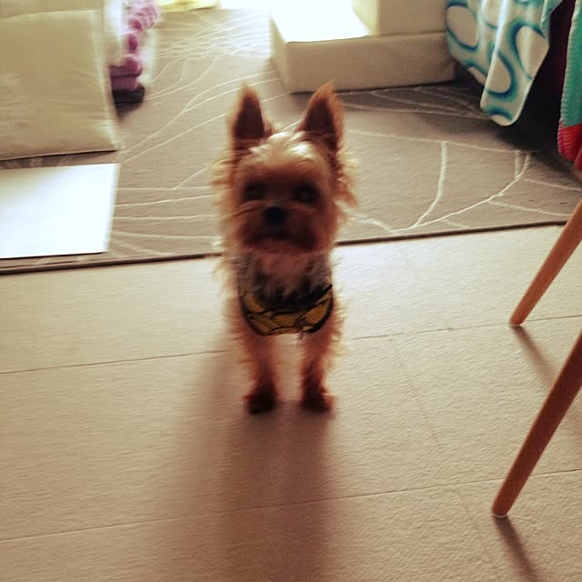 yuchinさんの実例写真