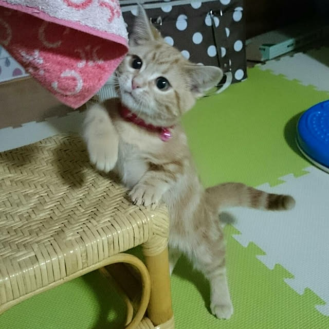 shinobuさんの実例写真