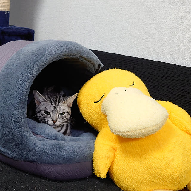 CatClipさんの実例写真
