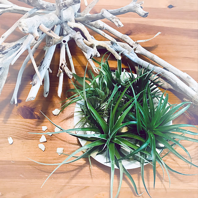 soraさんの実例写真