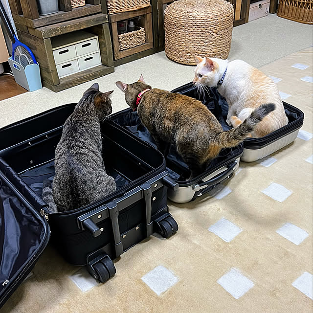 mohhaさんの実例写真
