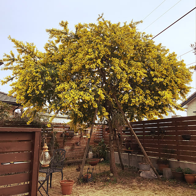 CONIFERさんの部屋