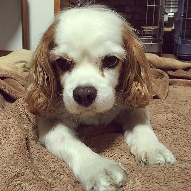 happy0612さんの実例写真