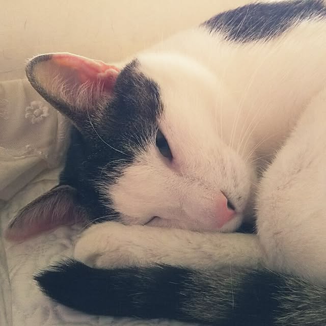 sakuraさんの実例写真