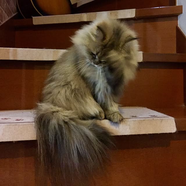 butachanさんの実例写真