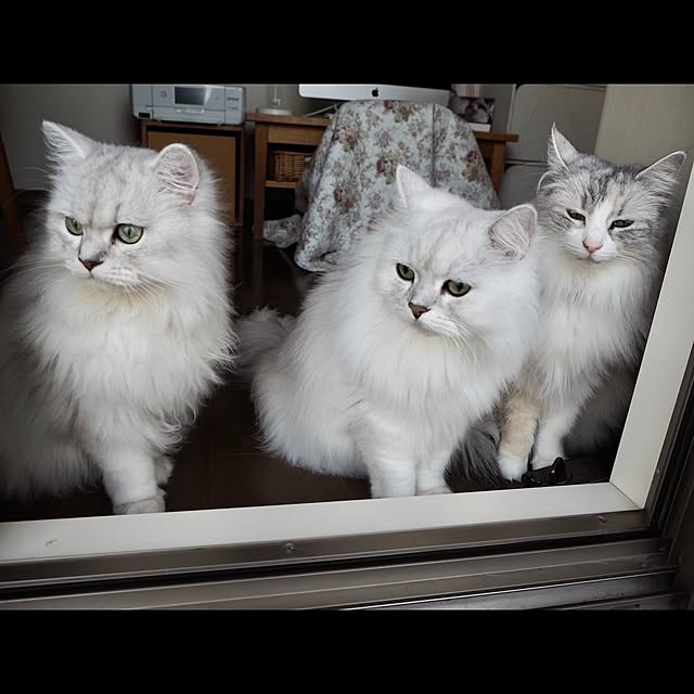 miravivianさんの実例写真