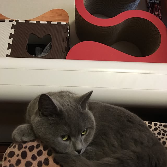 ikettenさんの実例写真