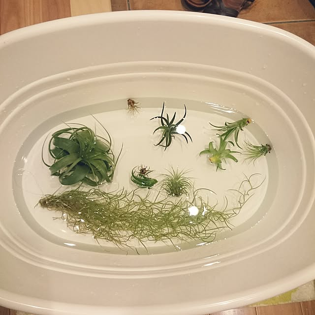 piolaniさんの実例写真