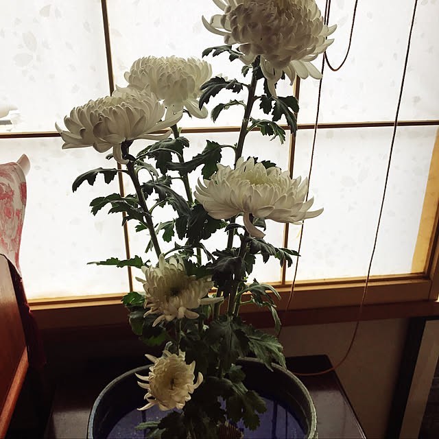 miketan322さんの実例写真