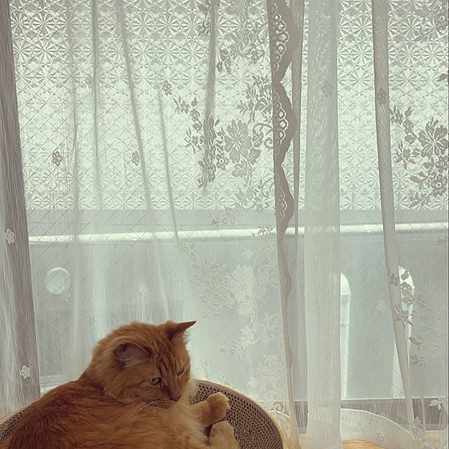 misakiさんの実例写真
