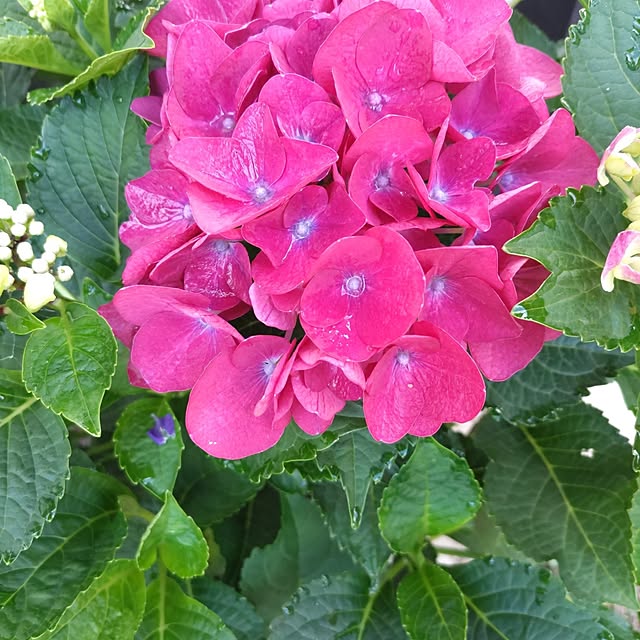 salacocoさんの部屋