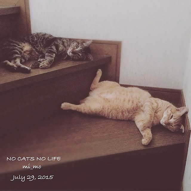 mi_moさんの実例写真