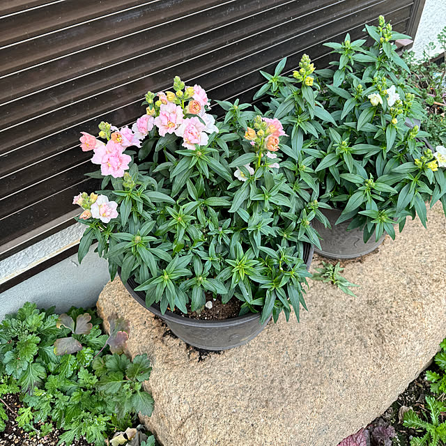 mamizaさんの部屋