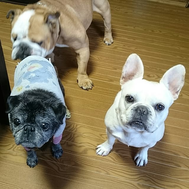 teftef9689さんの実例写真
