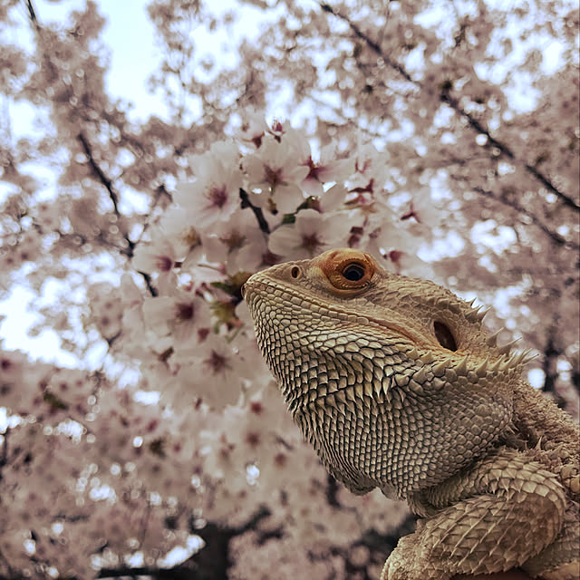 japitonさんの実例写真