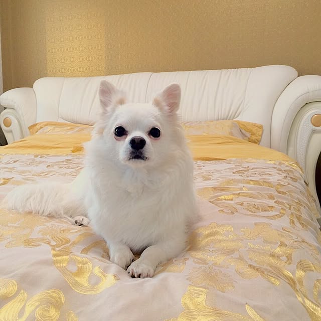 Ti-chanさんの実例写真