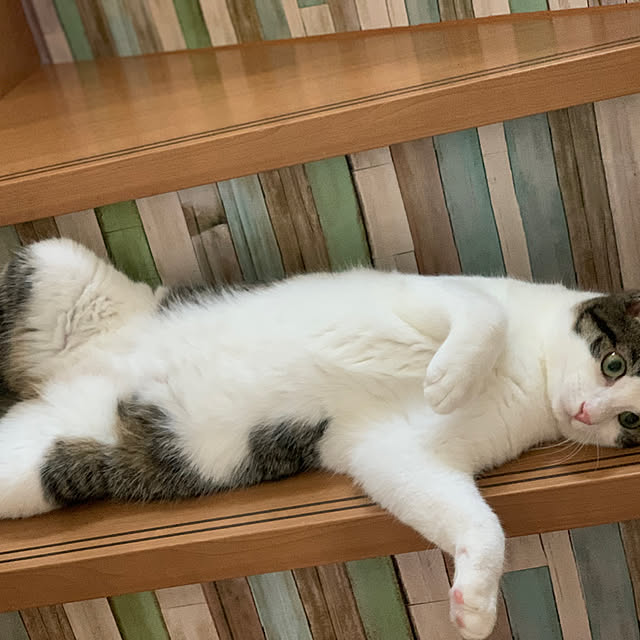odekoさんの実例写真