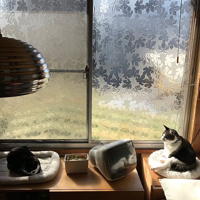 nejimakiさんの実例写真