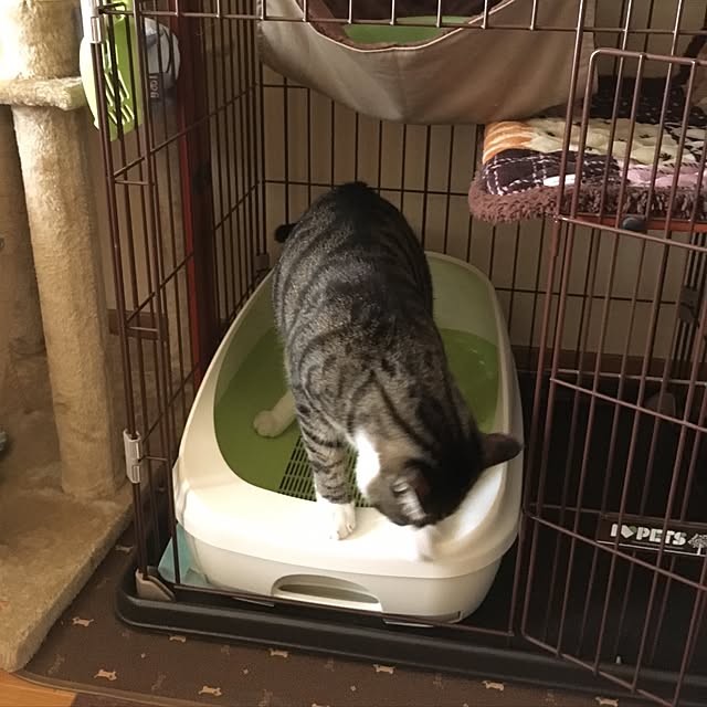 kimikimiさんの実例写真
