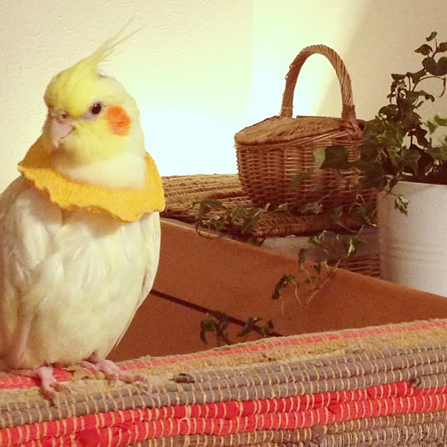 watabowさんの実例写真