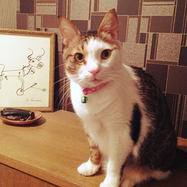 sachiさんの実例写真