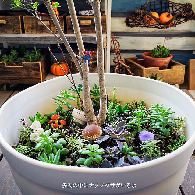 mionaさんの実例写真