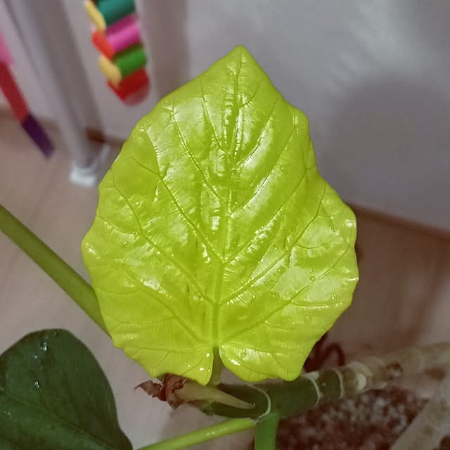mocomocoさんの実例写真