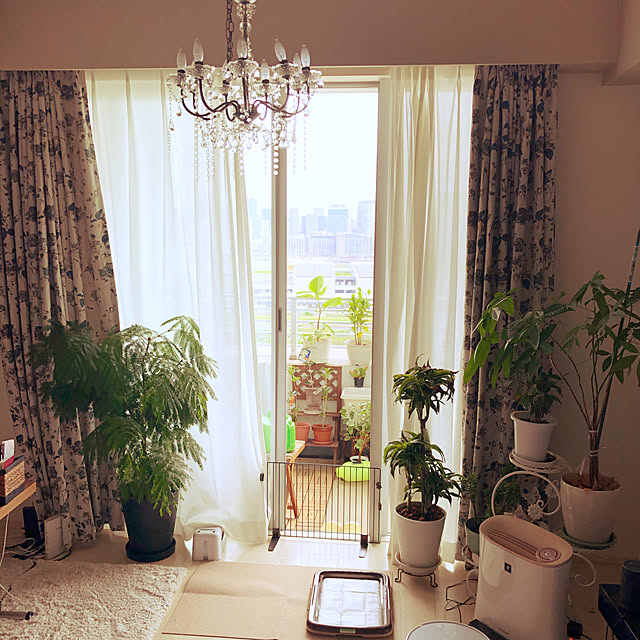 観葉植物/部屋全体のインテリア実例 - 2019-11-06 20:39:58