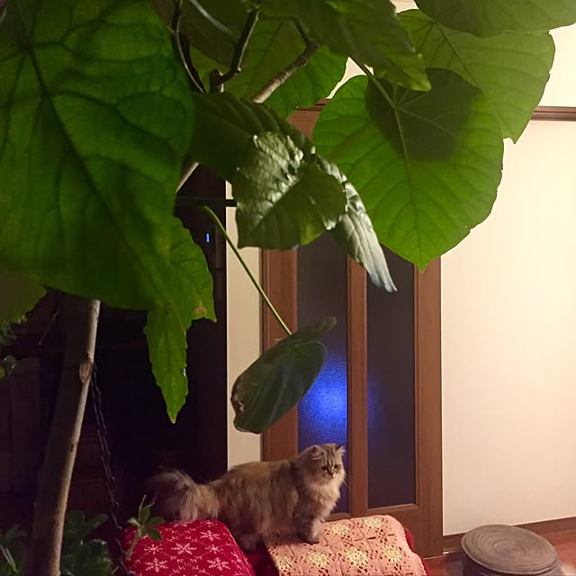 butachanさんの実例写真