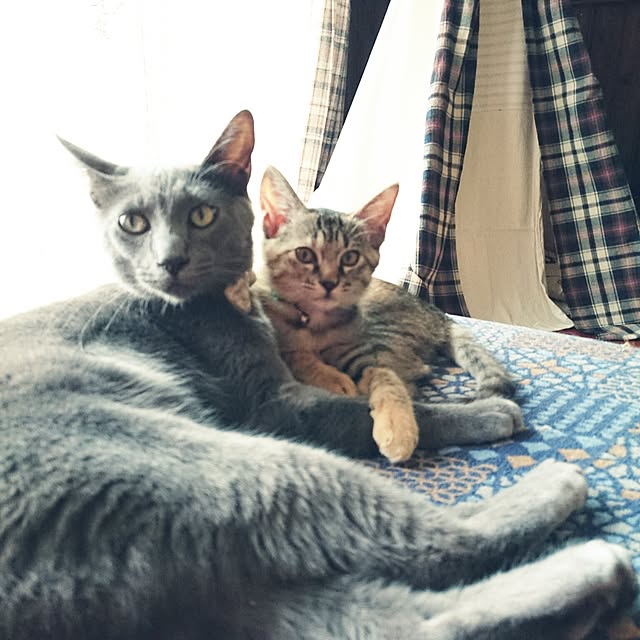 annさんの実例写真