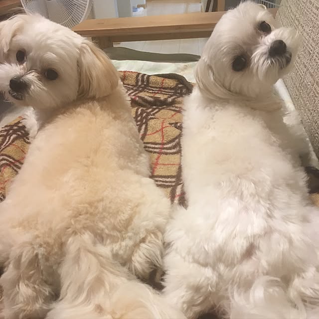 maru-cheeさんの実例写真