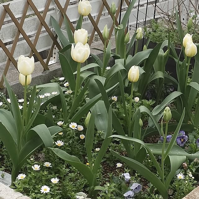 hanakusukuさんの実例写真