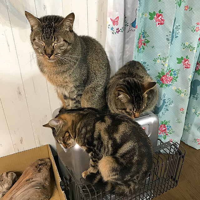 pepeさんの実例写真