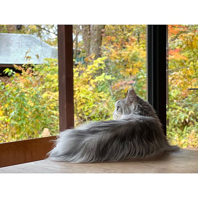 Kikko.さんの部屋