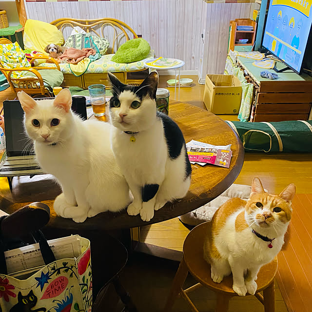 SHIHOさんの実例写真