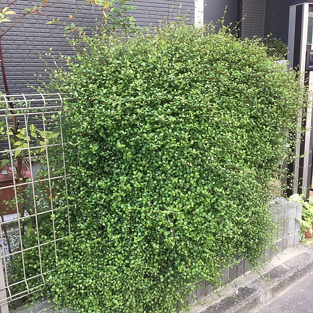 kirinさんの実例写真
