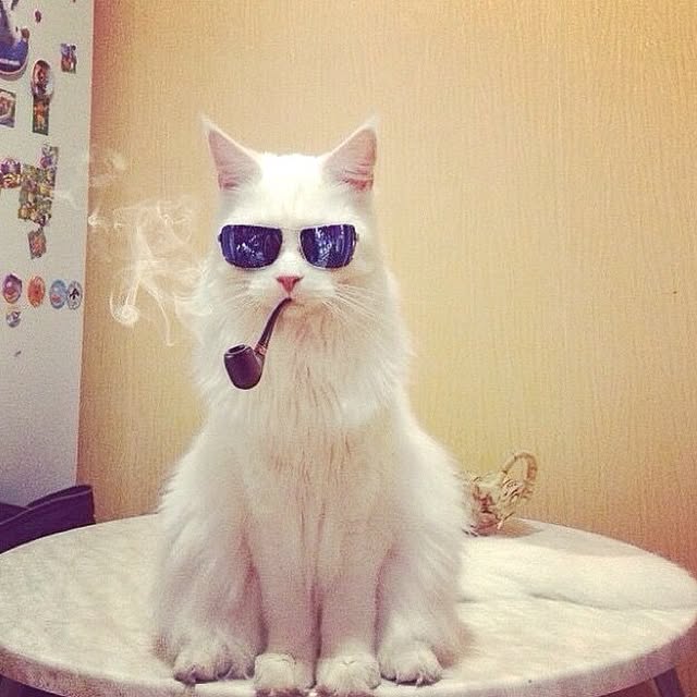 shampooさんの実例写真