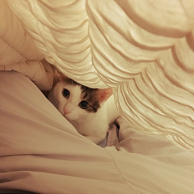 ベッド周り/猫のインテリア実例 - 2017-01-07 17:39:56