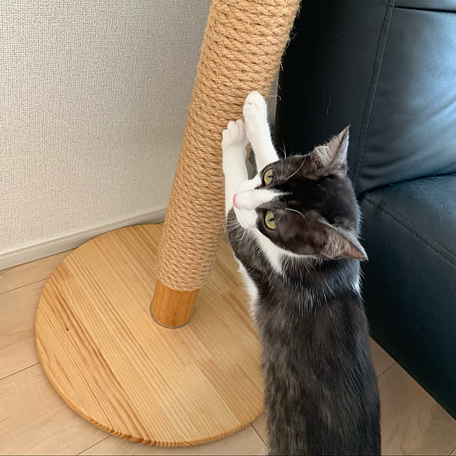 爪とぎDIY/爪とぎ/猫と暮らす/猫のいる暮らし/ナチュラル...などのインテリア実例 - 2021-02-13 20:13:11